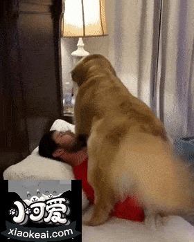 “占有欲”很强的狗狗，才有这些表现！