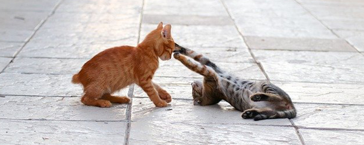 猫不吃猫粮吃什么能代替主食