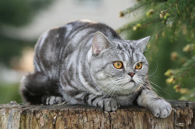 猫不吃猫粮吃什么能代替主食