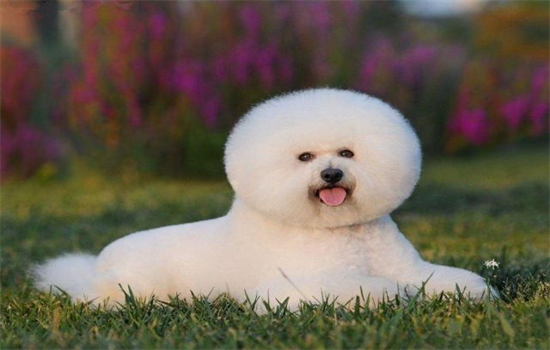 ​2个月比熊怎么训练大小便