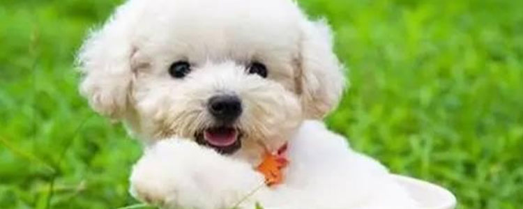 泰迪狗毛色越来越浅怎么回事