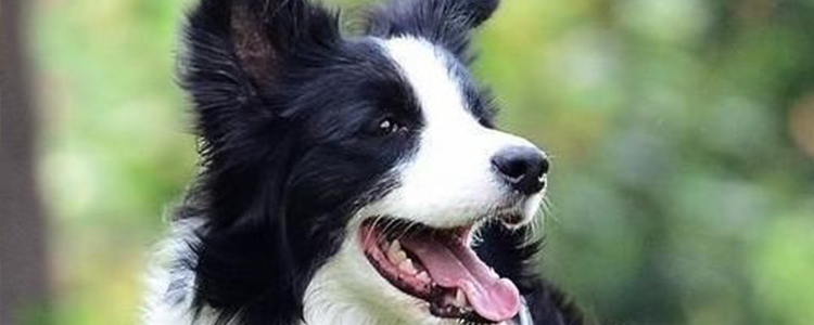 边牧吃米饭不吃狗粮可以吗