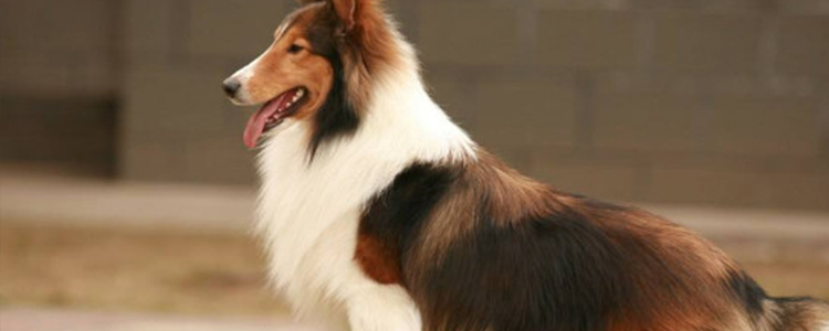 狗狗哭嚎怎么回事