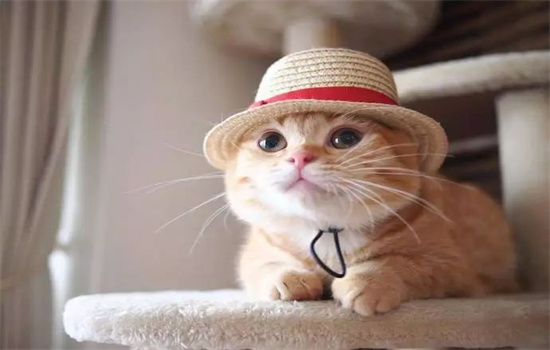 猫去世了如何处理