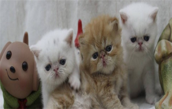 ​猫尿味多久能自然消散