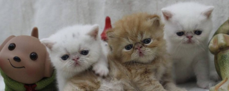 小猫身上的跳蚤怎么彻底去除