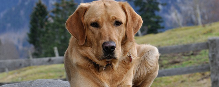 狗狗对主人的记忆有多久?