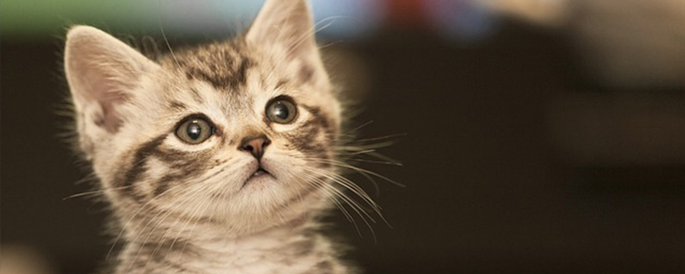 猫不吃东西是什么原因