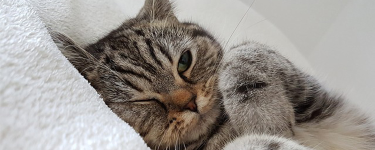 两个月的小猫乱拉乱尿怎么办