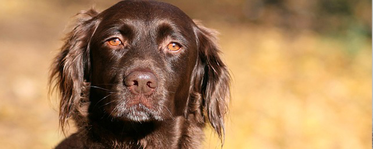 狗狗嘴臭解决方法