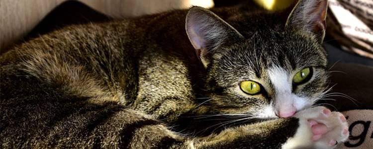 猫咪中毒是什么症状
