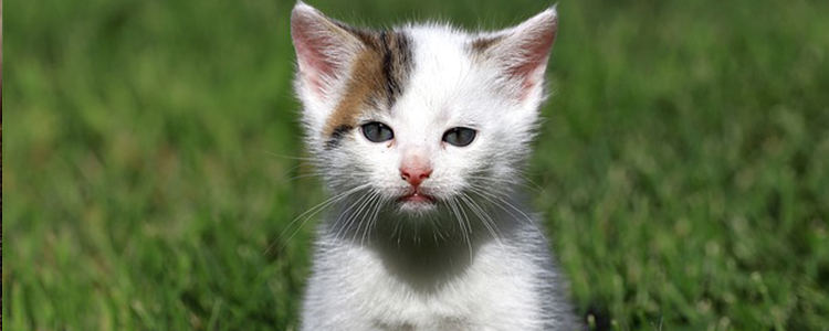 猫咪挑食不吃猫粮怎么办