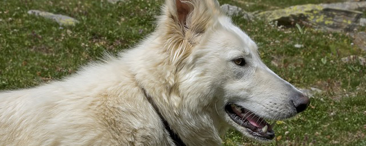 狗狗总是有眼屎是什么原因