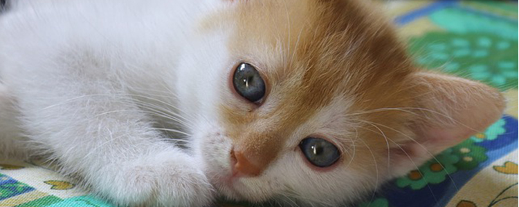 猫咪瞳孔变大是什么原因