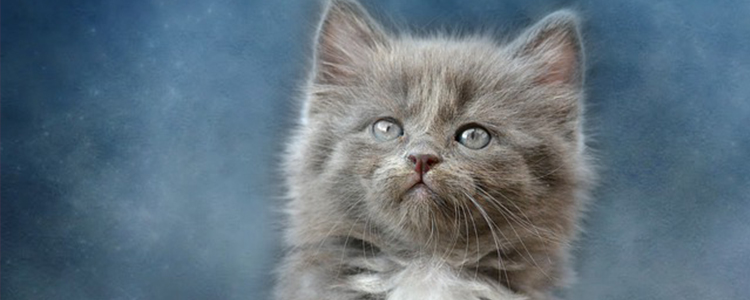 猫最喜欢吃什么