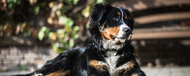 狗狗的腿突然一瘸一拐的是怎么回事