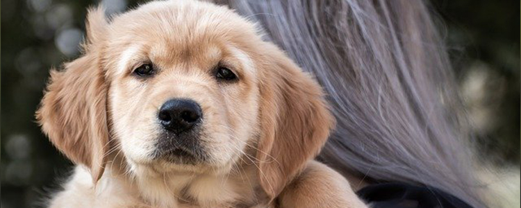 狗狗早上叫太早怎么改