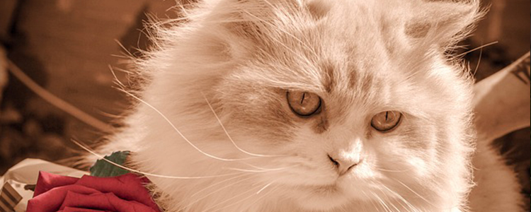 猫除了吃猫粮还可以吃什么