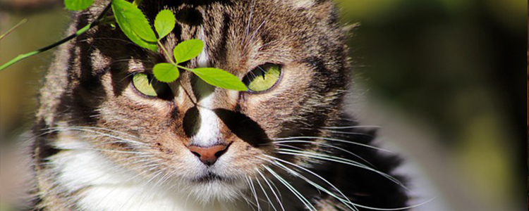 猫咪换牙期持续多久