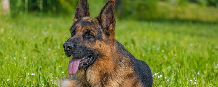 一次性纸杯怎么给狗狗立耳