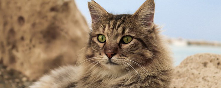 小猫不能吃什么食物