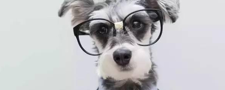 雪纳瑞生气的表现