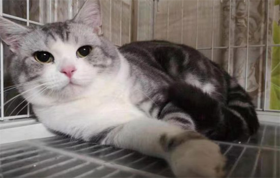 ​如何防止真皮沙发被猫抓