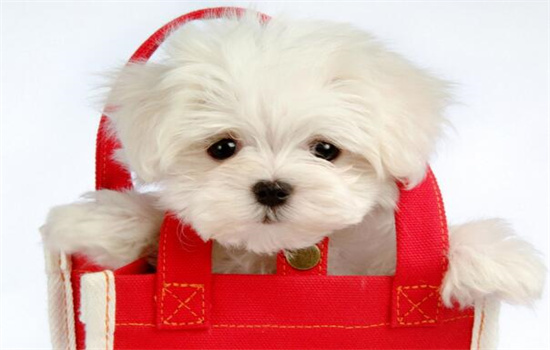 茶杯犬好养吗容易死吗