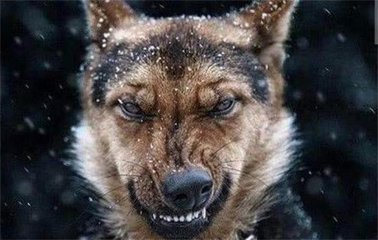 狗狗各种叫声代表什么