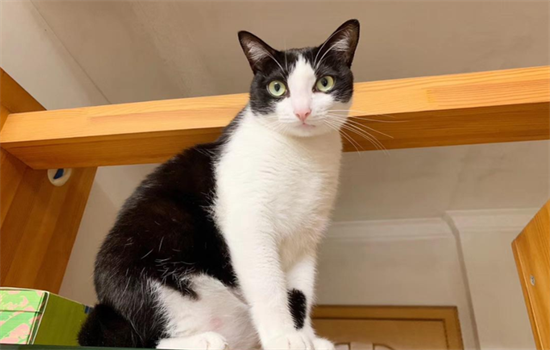 猫咪竖瞳是什么情绪