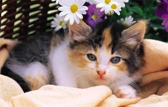 猫眼睑外翻怎么引起的