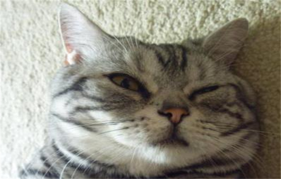 猫砂放小苏打危害