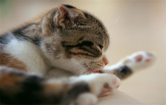 折耳猫需要从小吃软骨素吗