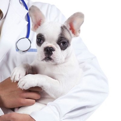 你一定很想知道，狗可以吃人类的药物吗？