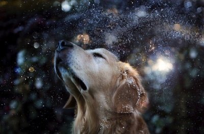 长期被忽视和长期被宠爱的狗狗，有何区别？