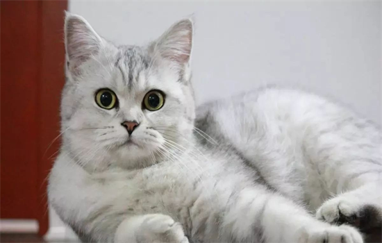 ​养猫房间可以放香薰吗