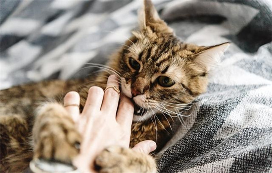 ​摸猫的时候它喜欢咬人是什么原因