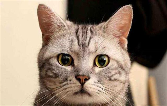 ​猫吃蟑螂会有事吗