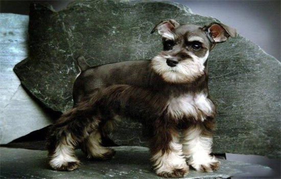 ​小老头狗是什么品种