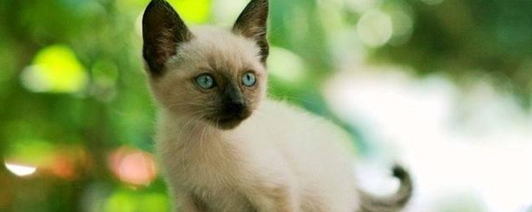 猫不喜欢被抱怎么办