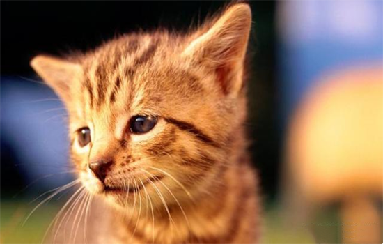 ​猫吃鸡胸肉怎么做