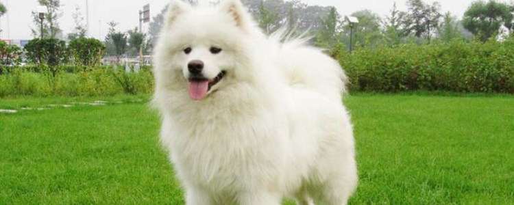 萨摩耶吃什么食物