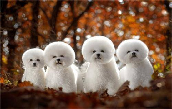 ​比熊生气的时候什么样子