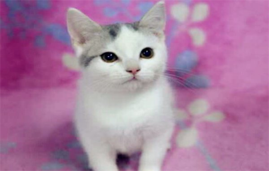 ​猫有什么特点