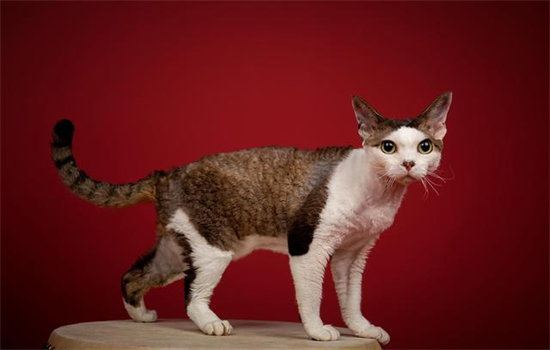 ​家里没有猫沐浴露怎么洗