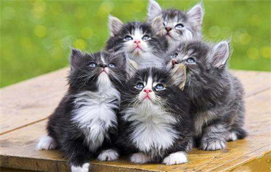 ​怎么让母猫不怀孕