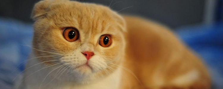 一个月大的小猫能吃什么