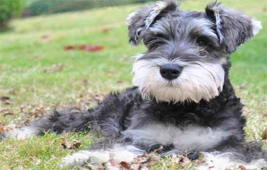 ​雪纳瑞几个月换牙齿