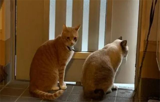 ​晚上猫守门是怎么回事