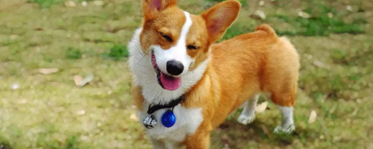 柯基可以吃板栗吗